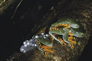 Treefrogs: Splendid Treefrogs with Eggs