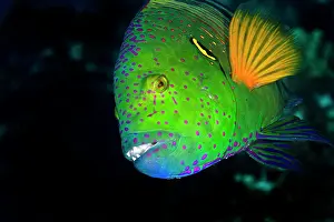 Wrasses: Splendour / Broomtail Wrasse