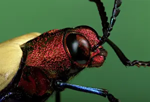 Ruficollis: Splendour or Metallic Wood-boring Beetle - portrait