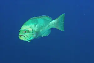 Groupers: Splinderspine Grouper - This fish goes through