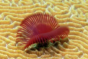 Duster: Split-crown Feather-duster (Anamobaea orstedii)