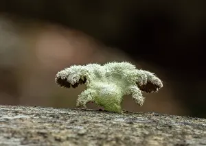 Gill: Split Gill, Schizophyllum commune, fungus growing