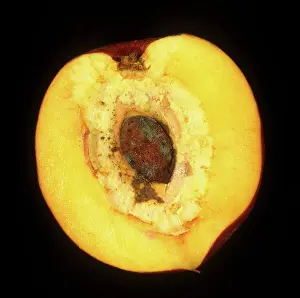 Defect: Split Stone Defect on Peach