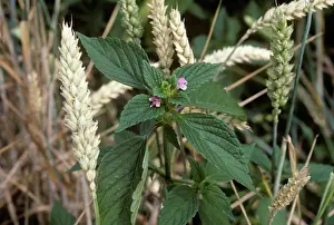 Weed: Splitlip hemp-nettle