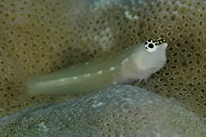 Blenny: Spoke-eye Blenny on coral Tatawa Besar dive site