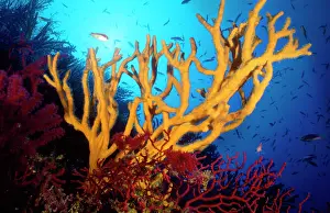 Poriferas: Sponge