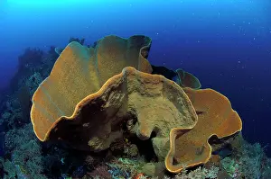 Poriferas: Sponge