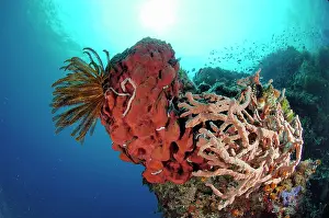 Poriferas: Sponge