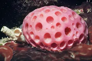 Porifera: Sponge