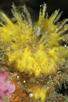 Spiky: Sponge