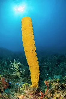 Queen: sponge (Aplysina fistularis), gardens of the queen