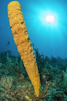 Queen: sponge (Aplysina fistularis), gardens of the queen