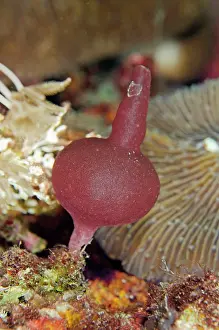 Angus: Sponge Batu Angus dive site, Lembeh Straits, Sulawesi