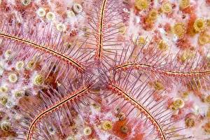 Stelleroidea: Sponge Brittle Star (Ophiothrix suensonii), Martinique