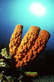 Sponge: SPONGE - CARIBBEAN SEA