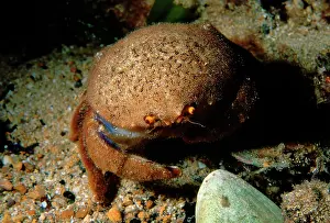 Usual: Sponge crab, here without its usual sponge covering