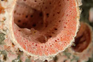 Pipe: Sponge-dwelling Snapping Shrimp - in Stove-pipe