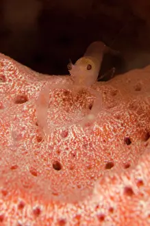 Pipe: Sponge-dwelling Snapping Shrimp - in Stove-pipe