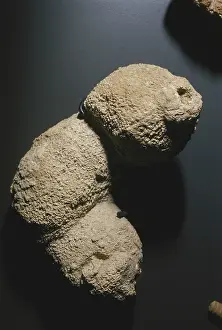 Porifera: Sponge Fossil