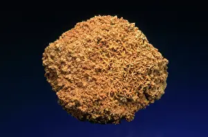 Porifera: Sponge Fossil