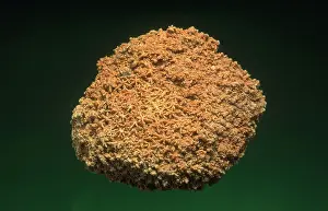 Porifera: Sponge Fossil