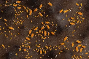 Porifera: Sponge Isopods on Sponge (Porifera Phylum) -
