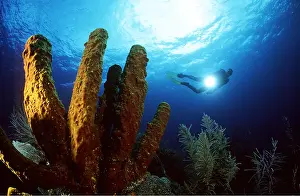 Sponges: SPONGE - SCUBA DIVER IN BACKGROUND