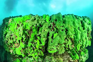 Siberia: Sponge underwater, Lake Baikal, Olkhon Island, P