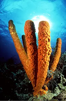 Sponges: SPONGES - Belize Barrier Reef