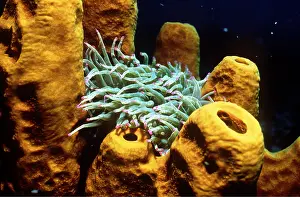 Sponges: SPONGES - WITH SEA ANEMONE
