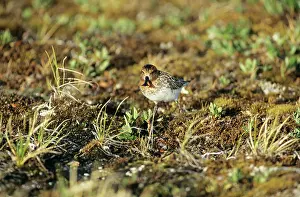 Pygmeus: SPOON-BILLED SANDPIPER - on the ground
