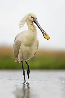 Zone: Spoonbill eurasian spoonbill (Platalea leucorodia)