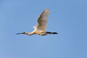 Netherland: Spoonbill - in flight, Island of Texel, The Netherlands