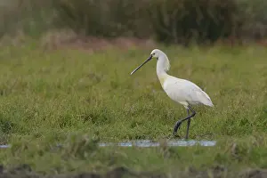 Leucorodia: Spoonbill (Platalea leucorodia) foraging in wetlands