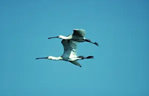 Spoonbills: SPOONBILL - x two in flight
