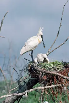 R T Smith: SPOONBILLS - AT NEST