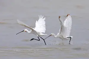 Platalea: Two spoonbills (Platalea leucorodia), running in