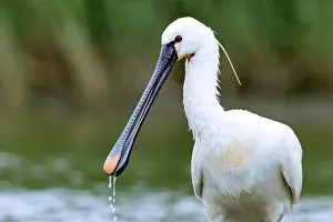 Wadden: Spoonbills reach a body length of 80, 90cm (Spoonbill) (