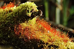 Lakeland: Spore capsules of the golden lady's moss (Polytr