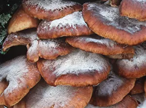 Spores: SPORES ON HONEY FUNGUS