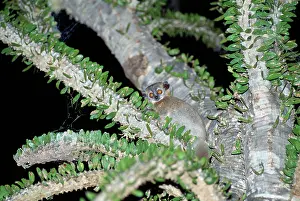 Leucopus: Sportive Lemur - in Didierea Tree - at night