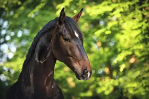 Hack: Sports horse (Equus), animal portrait in front of