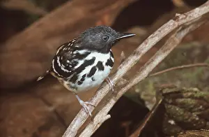 Antbirds: SPOT-BACKED ANTBIRD - perched on branch