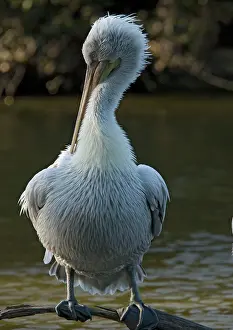 Philippensis: Spot-billed / Dalmatian Pelican