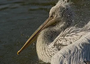 Philippensis: Spot-billed / Dalmatian Pelican