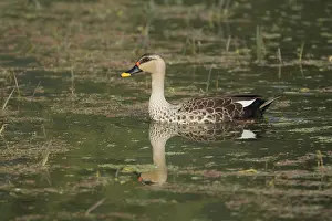 Poecilorhyncha: Spot-Billed Duck