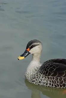 Poecilorhyncha: Spot-Billed Duck