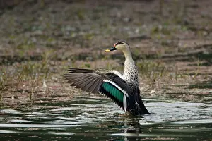 Poecilorhyncha: Spot-Billed Duck - flapping wings after washing