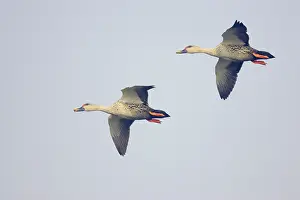Poecilorhyncha: Spot-Billed Duck - in flight