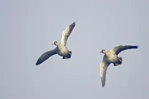 Poecilorhyncha: Spot-Billed Duck - in flight